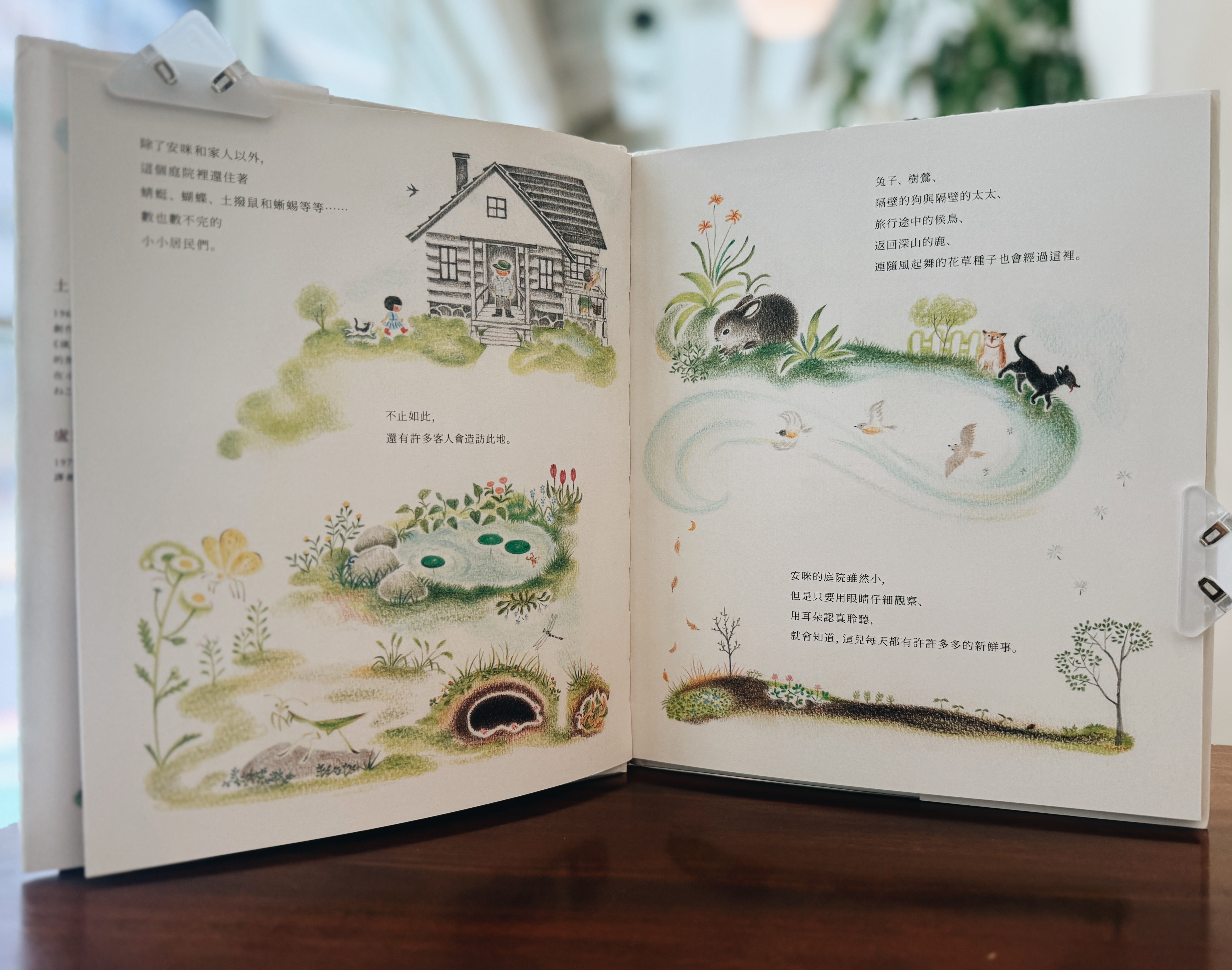 《花花是三毛貓》與《安咪的庭院》|貓咪教我們長大 正文圖片第 10 張