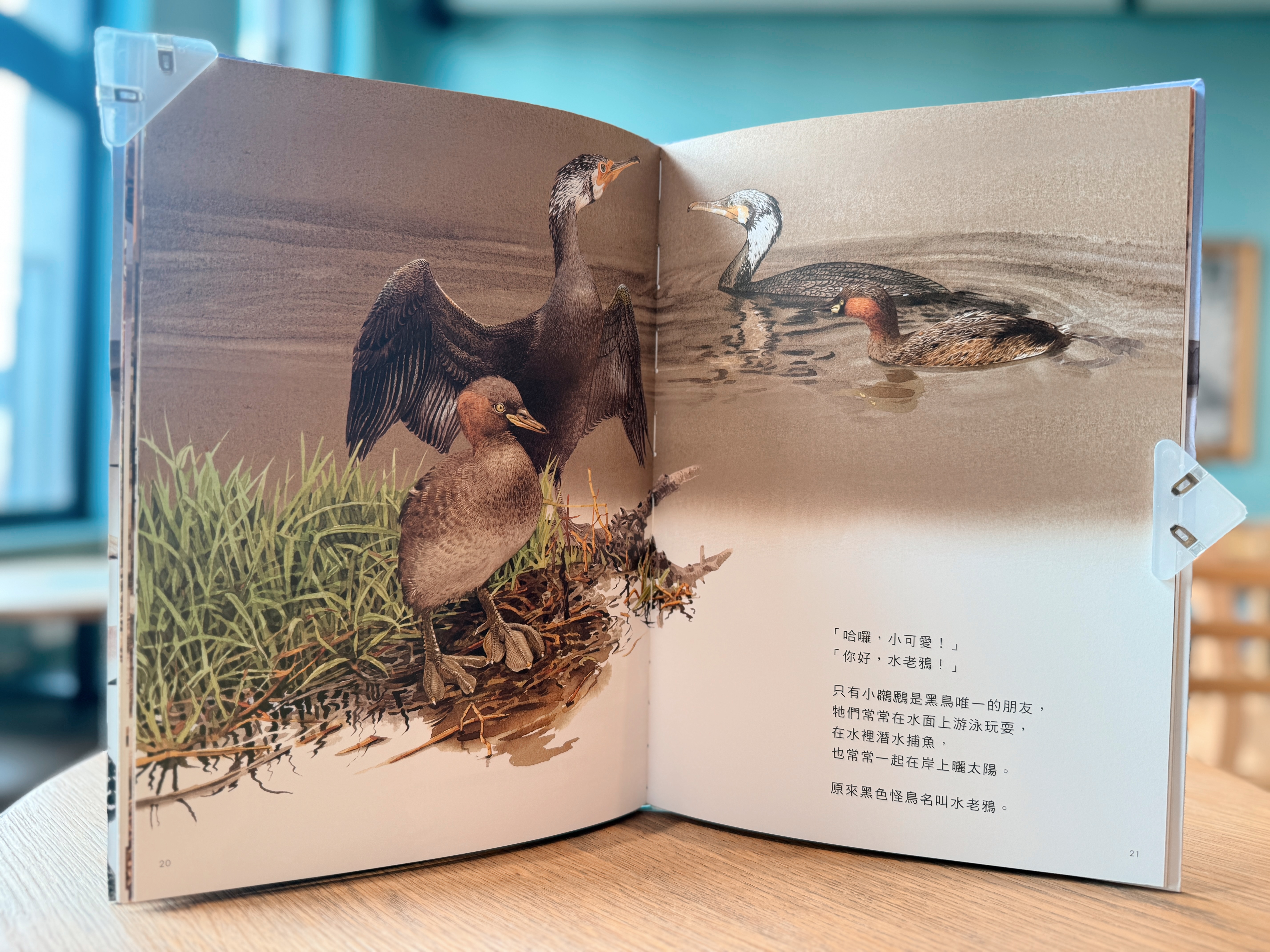 《劉伯樂生態系列繪本套書》｜島嶼的呼吸，生命的溫度 正文圖片第 4 張
